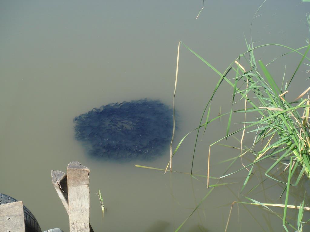 Nagykallo 2012 - 16.jpg